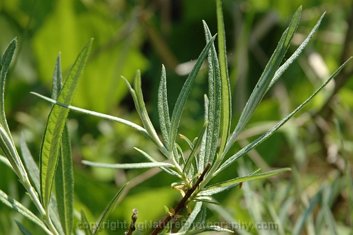 Salix-candida-~-hoary-willow-b