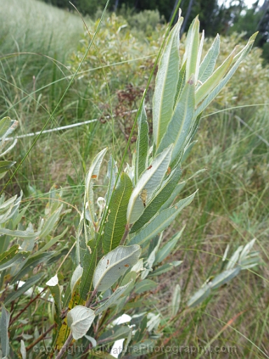 Salix-candida-~-hoary-willow-e