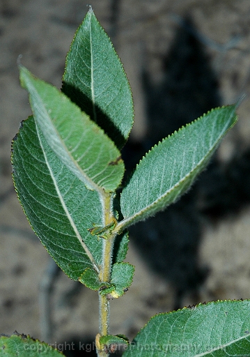 Salix-cordata-~-sand-dune-willow-b