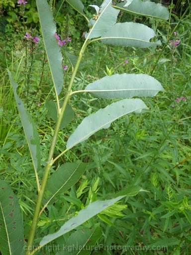 Salix-discolor-~-pussy-willow-c