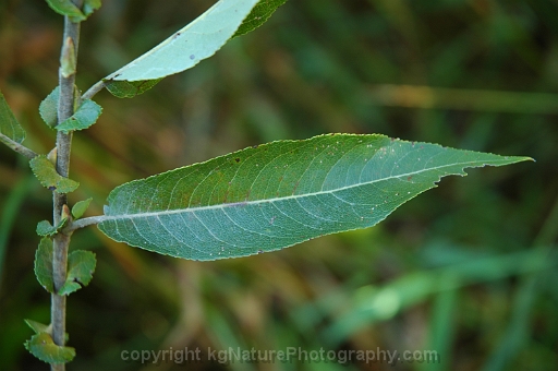 Salix-eriocephala-~-wooly-headed-willow-b
