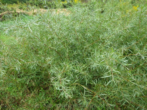Salix-exidua-~-sandbar-willow-b