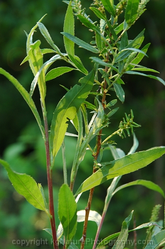 Salix-exidua-~-sandbar-willow-c