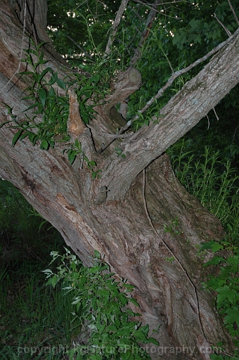 Salix-fragilis-~-crack-willow-b