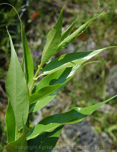 Salix-lucida-~-shining-willow-b