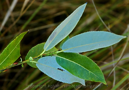 Salix-myricoides-~-blueleaf-willow-b