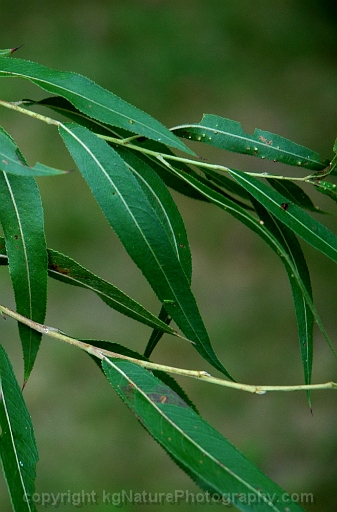 Salix-nigra-~-black-willow-b