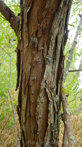 Salix-nigra-~-black-willow-c