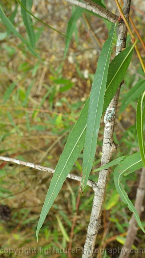 Salix-nigra-~-black-willow-d