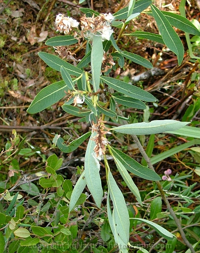 Salix-pedicellaris-~-bog-willow-b
