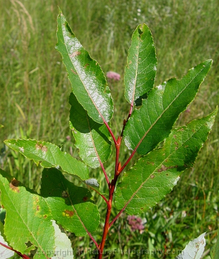 Salix-pyrifolia-~-balsam-willow-b