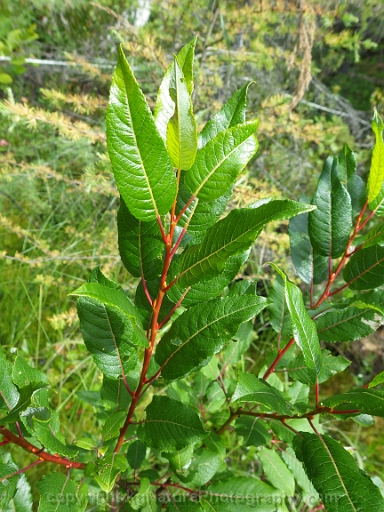 Salix-pyrifolia-~-balsam-willow-c