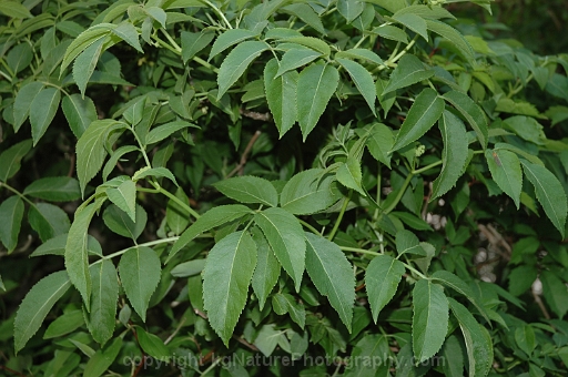 Sambucus-canadensis-~-common-elderberry-b