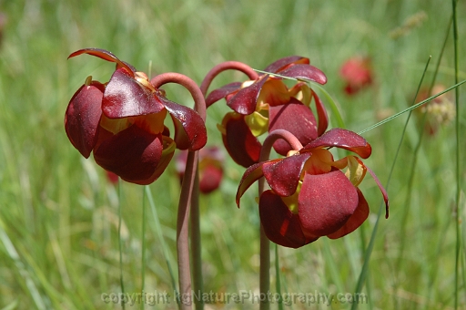 Sarracenia-purpurea-~-pitcher-plant-b
