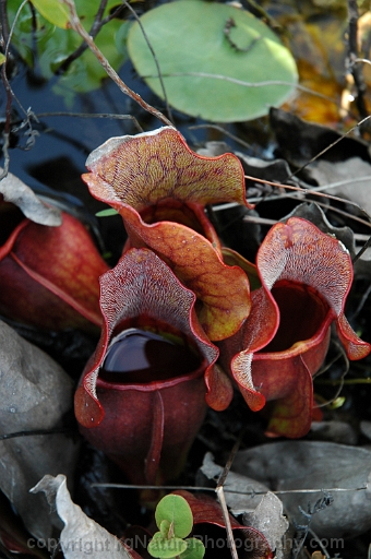 Sarracenia-purpurea-~-pitcher-plant-c