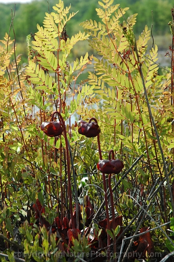 Sarracenia-purpurea-~-pitcher-plant-d