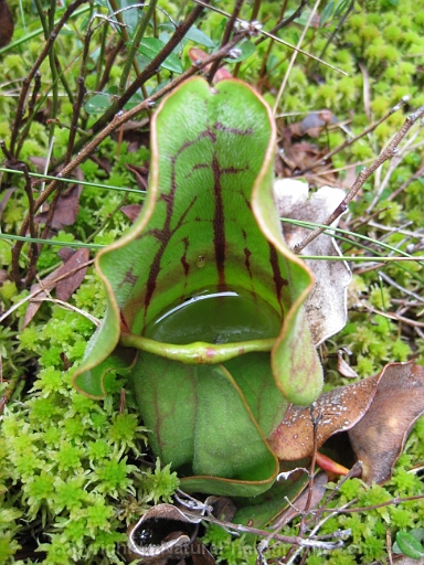 Sarracenia-purpurea-~-pitcher-plant-e