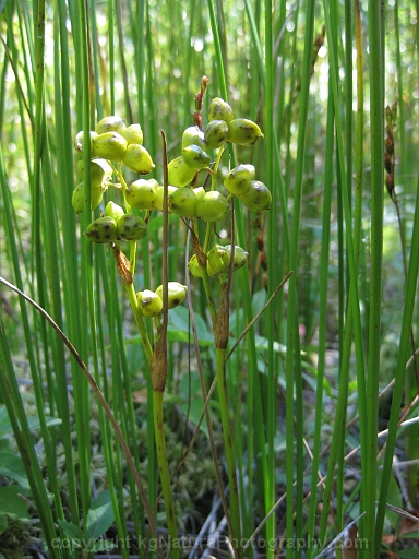 Scheuchzeria-palustris-~-arrow-grass-b