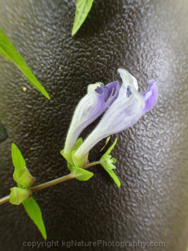 Scutellaria-galericulata-~-marsh-skullcap-c