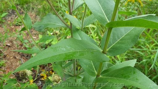 Silphium-integrifolium-~-rosinweed-b