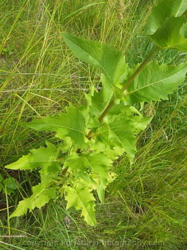 Silphium-perfoliatum-~-cup-plant-d