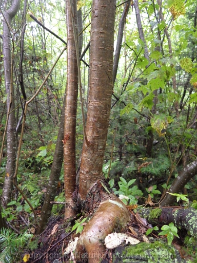 Sorbus-americana-~-American-mountain-ash-b