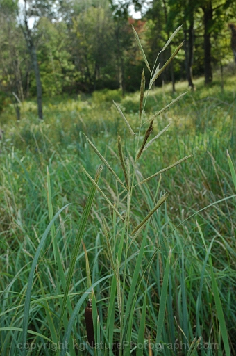 Spartina-pectinata-~-prairie-cordgrass-c