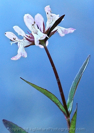 Stachys-hyssopifolia-~-hyssop-hedge-nettle-b