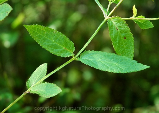 Stachys-tenuifolia-~-smooth-hedge-nettle-b