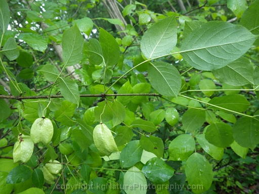 Staphylea-trifolia-~-American-bladdernut-c