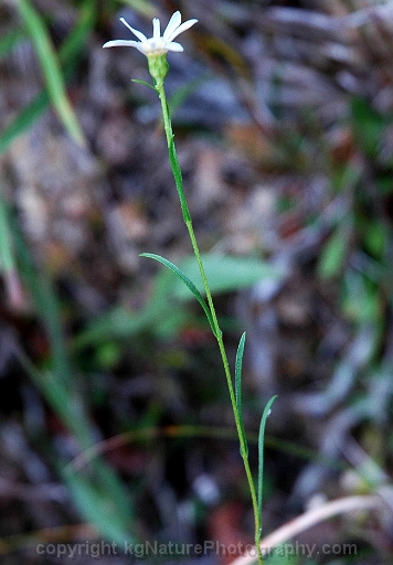 Symphyotrichum-boreale-~-northern-bog-aster-b