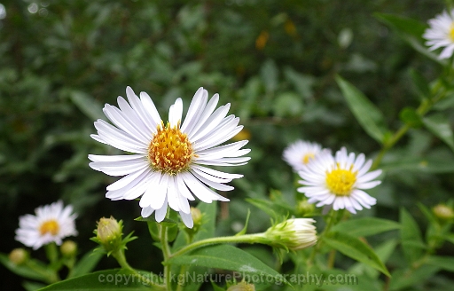 Symphyotrichum-firmum-~-smooth-swamp-aster-e