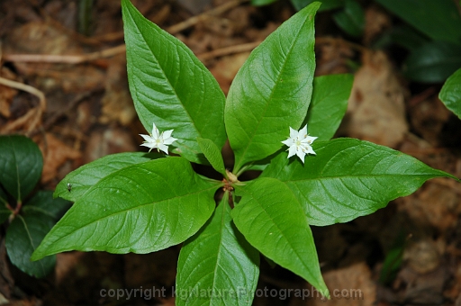 Trientalis-borealis-~-starflower-b