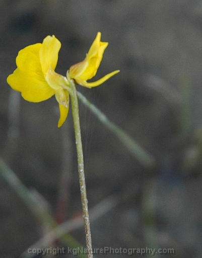 Utricularia-cornuta-~-horned-bladderwort-b