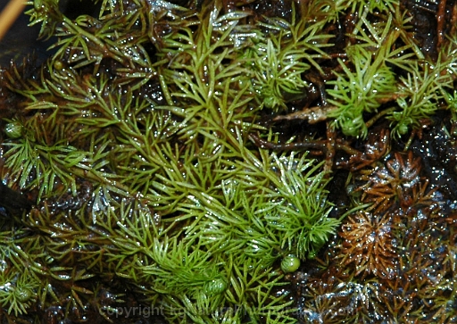 Utricularia-intermedia-~-flat-leaved-bladderwort-b