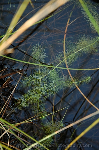 Utricularia-intermedia-~-flat-leaved-bladderwort-c