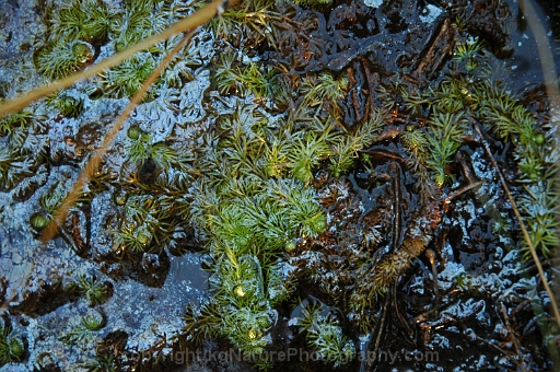 Utricularia-intermedia-~-flat-leaved-bladderwort-d