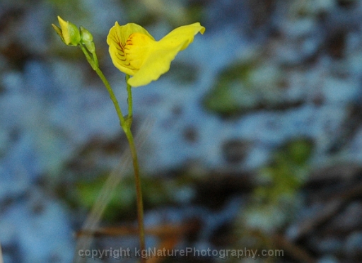 Utricularia-intermedia-~-flat-leaved-bladderwort-e