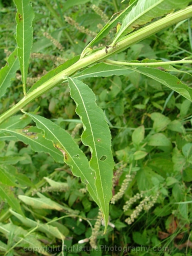 Verbesina-alternifolia-~-wingstem-b