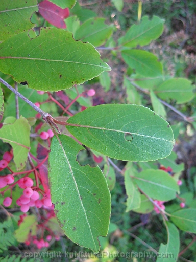 Viburnum-cassinoides-~-wild-raisin-b