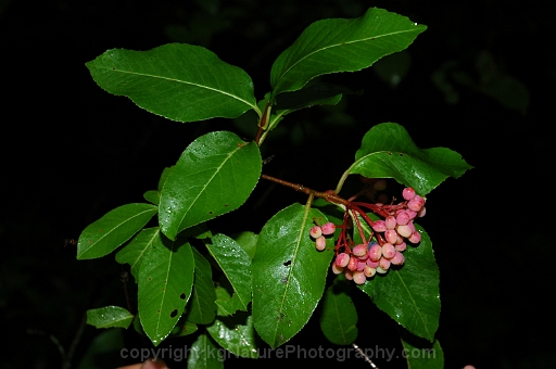 Viburnum-cassinoides-~-wild-raisin-e