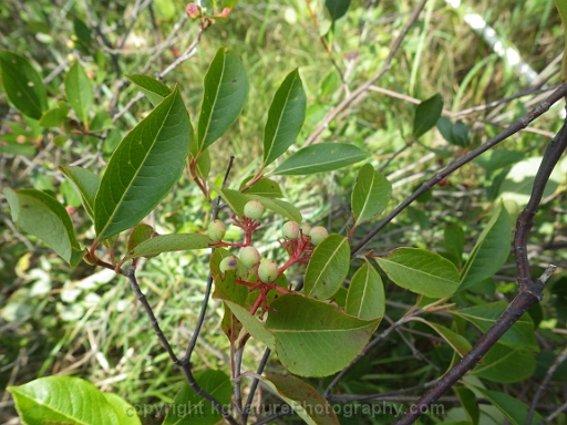 Viburnum-cassinoides-~-wild-raisin-f