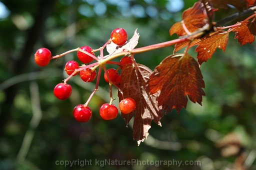 Viburnum-opulus-~-highbush-cranberry-b