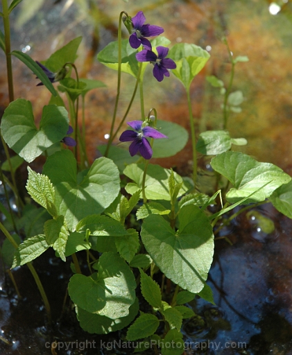 Viola-cucullata-~-marsh-blue-violet-b