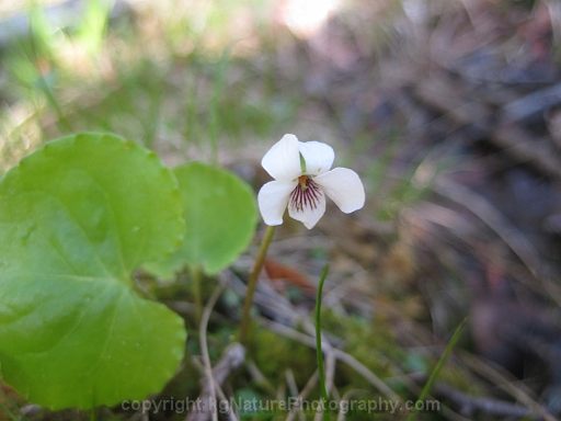 Viola-renifolia-~-kidney-leaved-violet-b