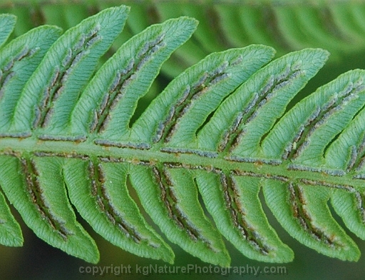Woodwardia-virginica-~-Virginia-chain-fern-c
