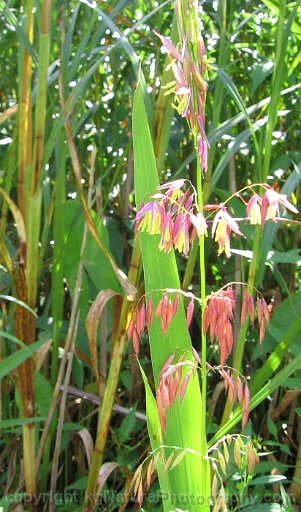 Zizania-palustris-~-northern-wild-rice-b