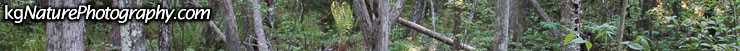 Photos of Calla-palustris-~-wild-calla-f